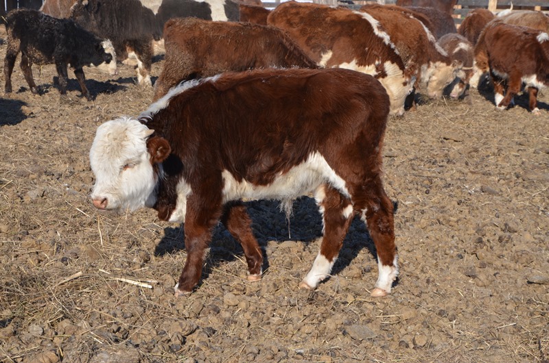 Голштино-фризская порода коров: характеристики, уход и содержание, фото, отзывы фермеров