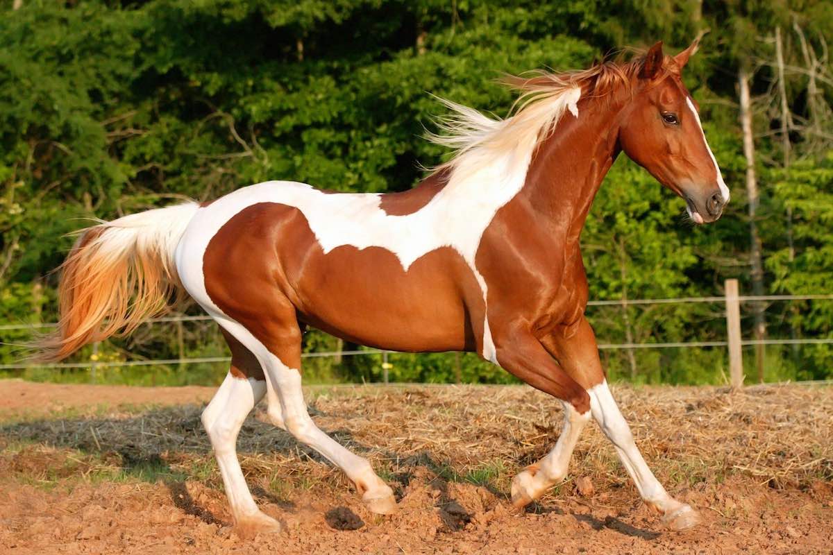 Лошадь: все самое интересное - породы, содержание и уход