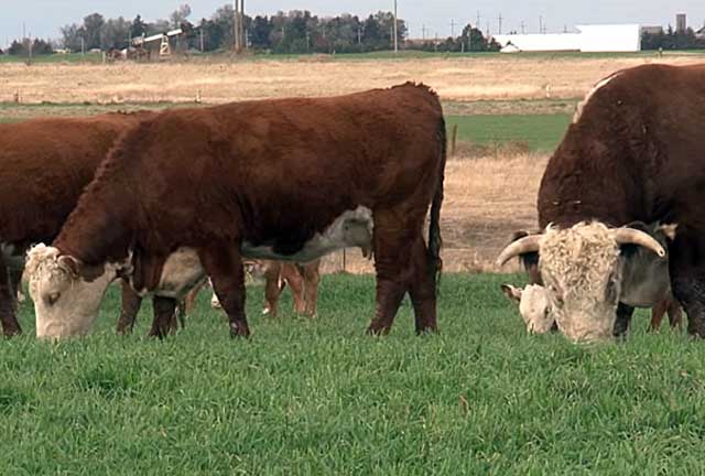 Характеристики казахской белоголовой породы коров