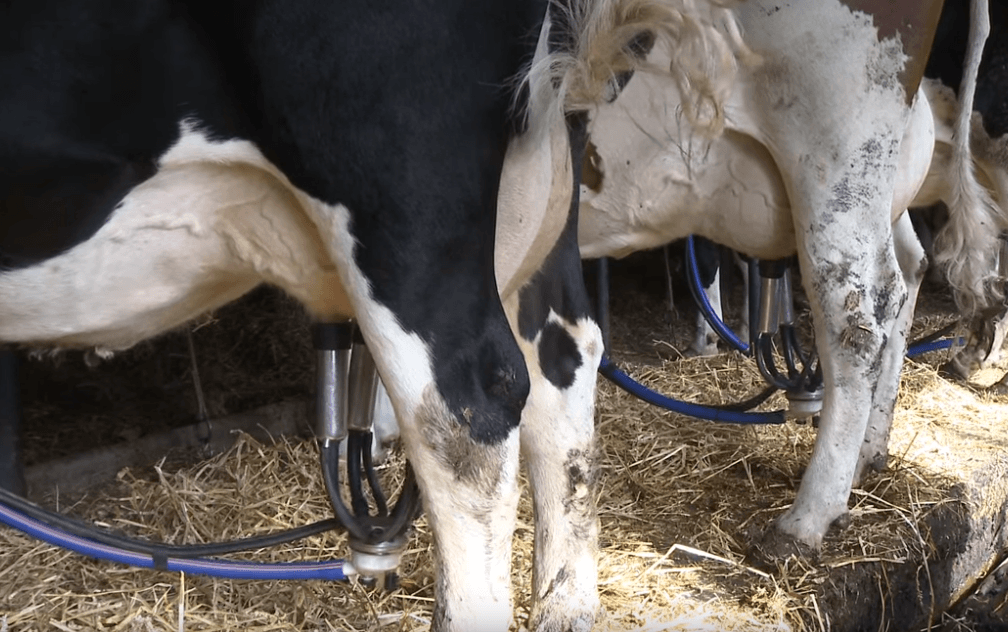 Подвижные шарики в соске коровы (удаляем молочный камень!)