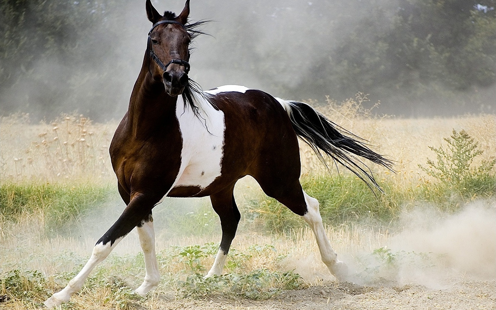 Пегая лошадь: обзор масти, ее особенности, виды, описание с фото