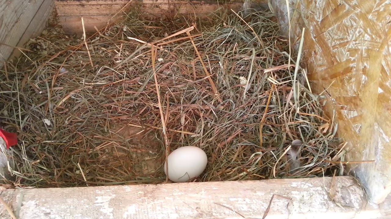 Когда начинают нестись утки: все о яйценоскости птиц яйцекладка