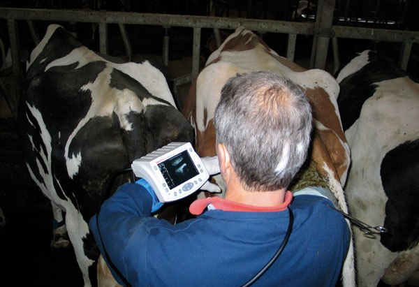 Фермерам на заметку — как определить стельность коровы