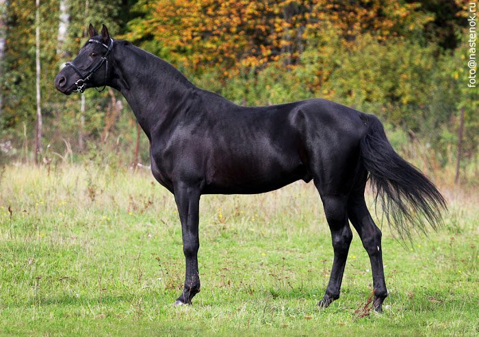 Масти лошадей: названия и характеристики основных мастей