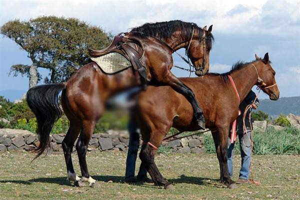 Размножение лошадей: как происходит процесс