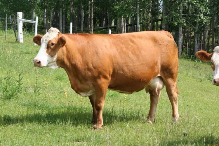 Корова ярославской породы: описание, уход и кормление
