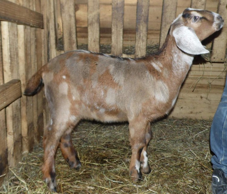 Высокопродуктивные нубийские козы