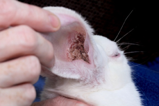 Ушной клещ у кроликов- лечение в домашних условиях