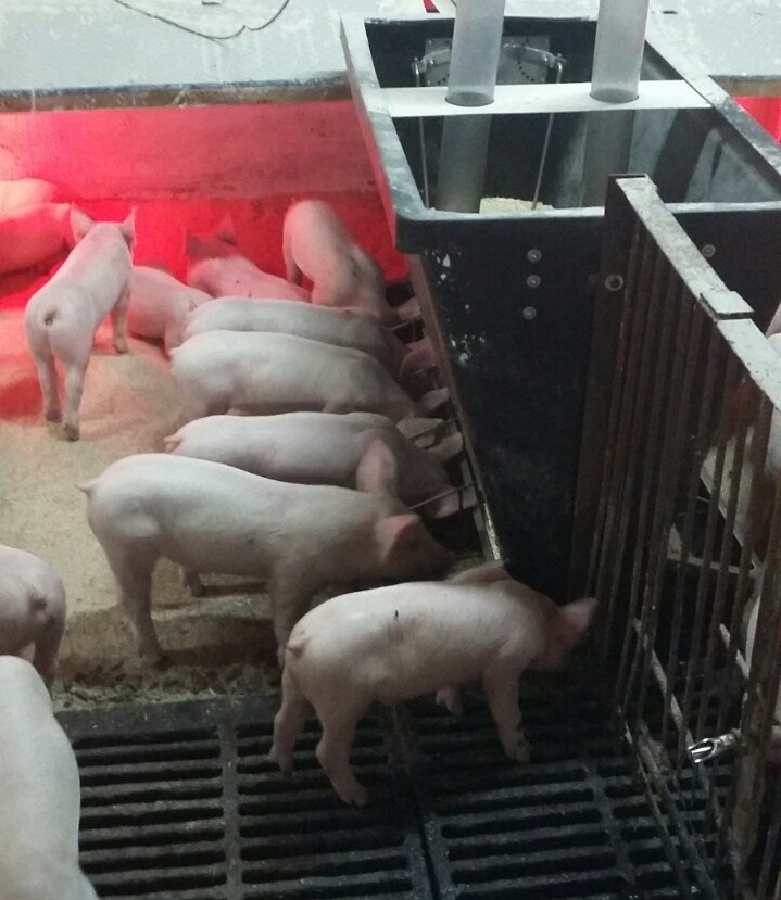Кормушки для свиней своими руками: фото, чертежи, оригинальные идеи и видео материалы
