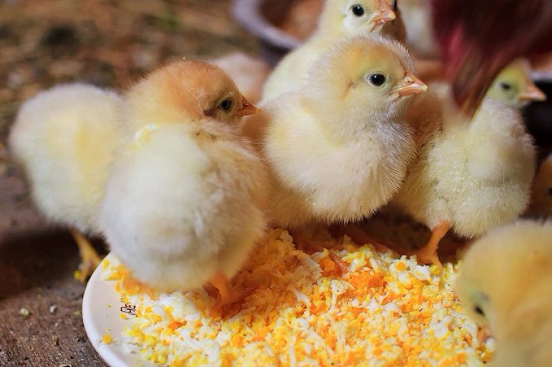 Чем кормить цыплят - рацион, виды кормов, потребности в питательных веществах