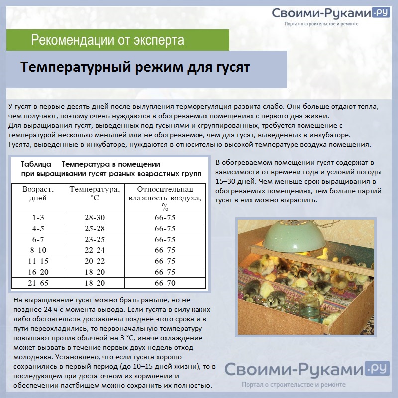 ✅ с какого возраста гусят выпускают на воду: таблица, температурный режим - tehnomir32.ru