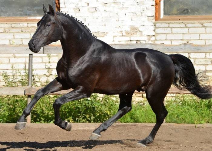 Алтайская порода лошадей: история и описание | мои лошадки