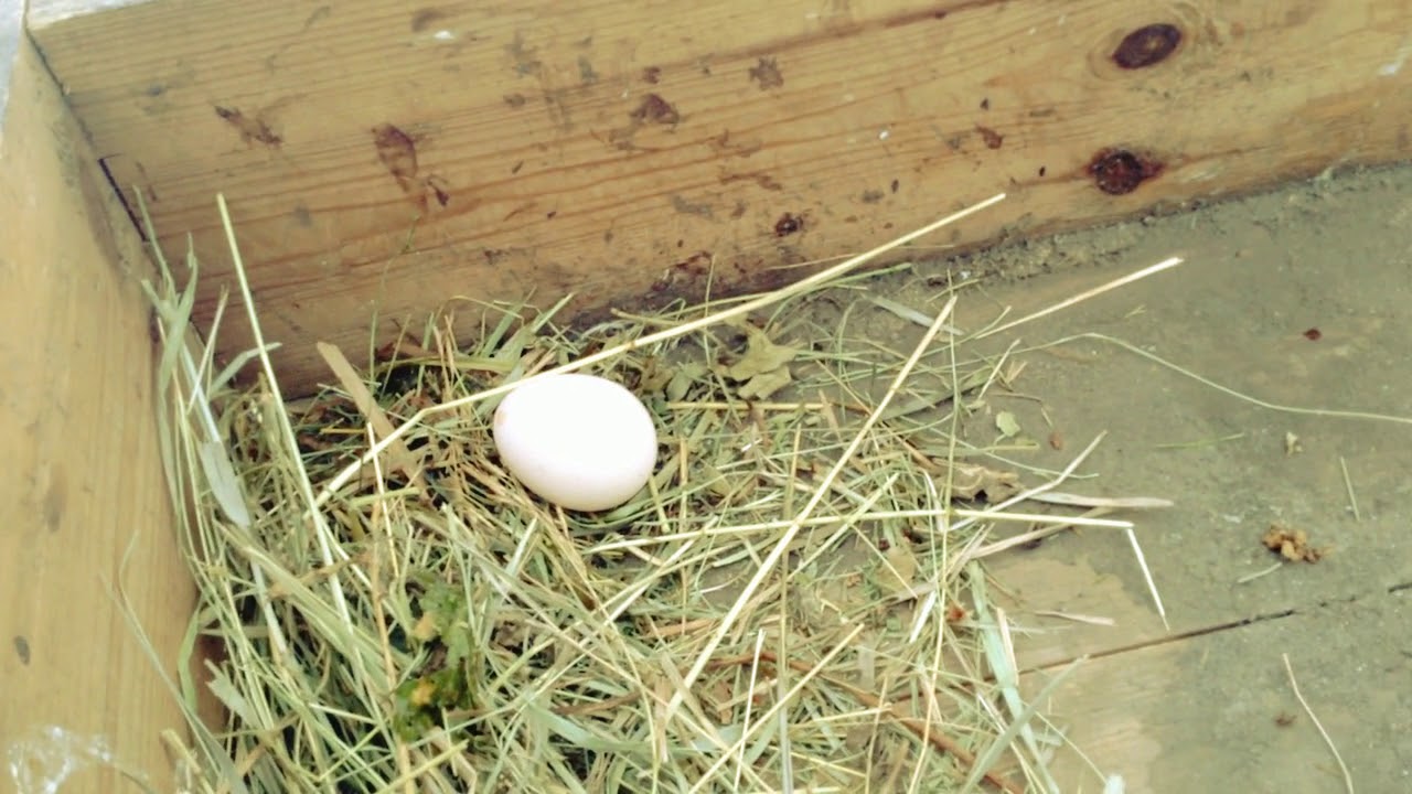 Куры клюют яйца: причина и что делать, способы борьбы