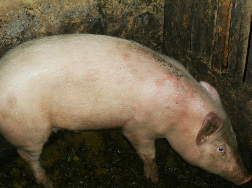 Саркоптоз (чесотка) у свиней