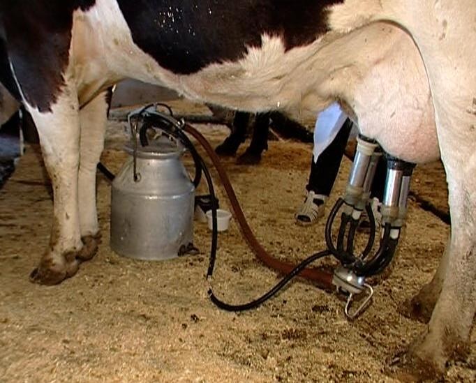 Доение коров: какие способы бывают, приучение, методы борьбы с брыканием