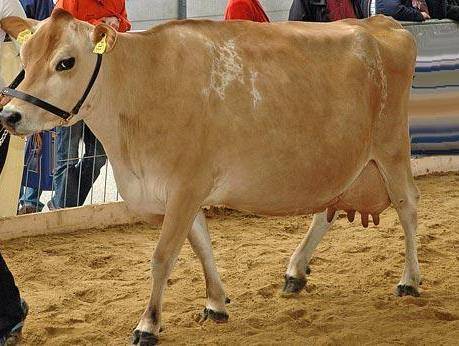 Джерсейская порода коров (30 фото): характеристика быков джерси и количество молока, которое дают коровы, плюсы и минусы крс, откорм телят, отзывы