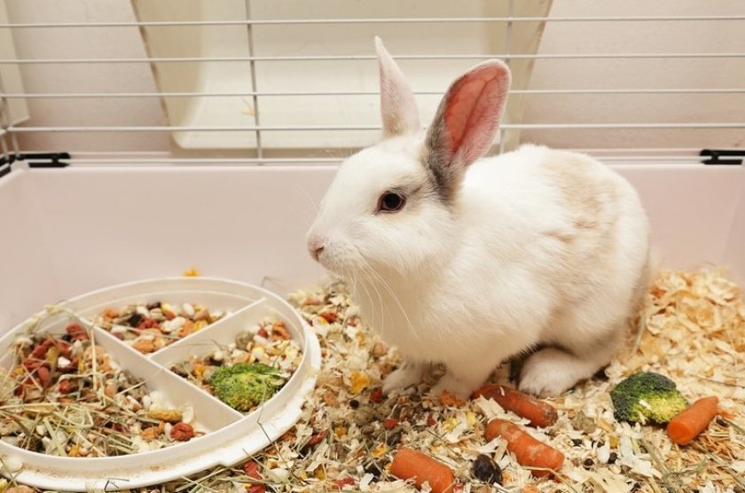 Кормление кроликов: что едят домашние кролики, какие корма им необходимы и как правильно кормить
