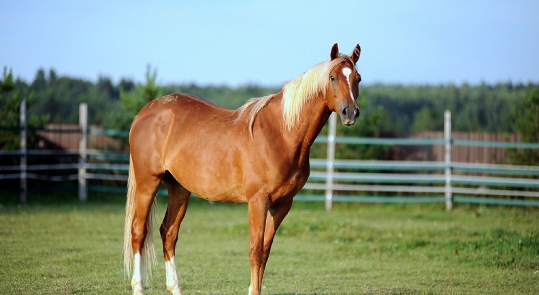 Тракененская порода лошадей.история и фото породы