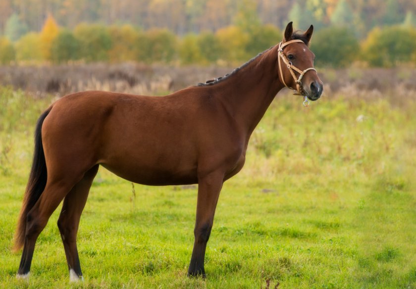 Тракененская порода лошадей: описание породы, содержание и уход