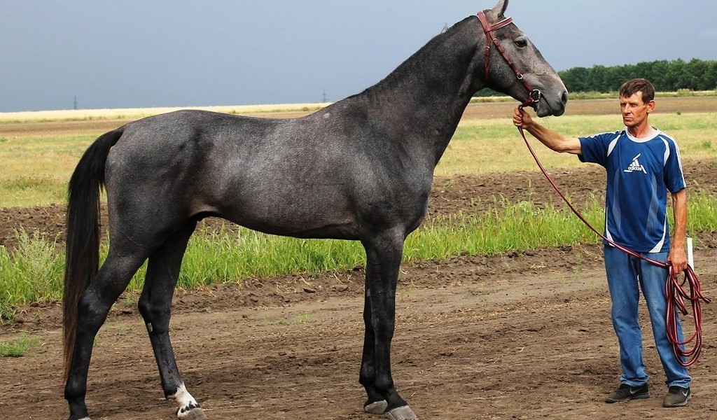 Орловская порода лошадей: особенности и описание рысака