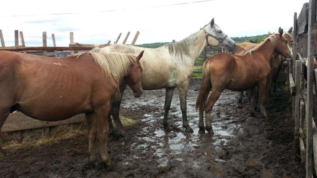 Любовь у животных — как спариваются лошади