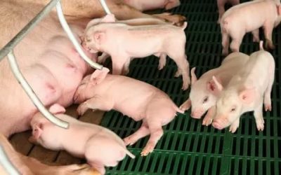 Как выкормить новорожденных поросят без свиноматки