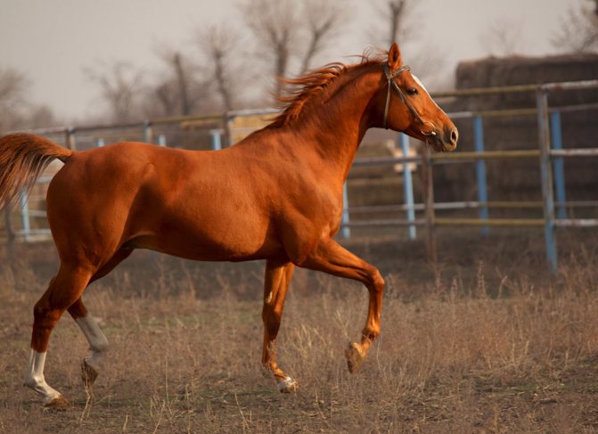 Буденновская лошадь: особенности и перспективы разведения — cельхозпортал