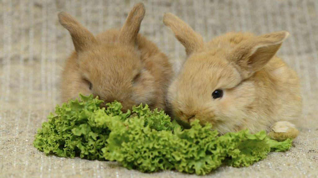 Кормление кроликов и их содержание: правильный рацион питания и организация питания (85 фото и видео)