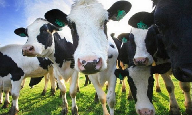Почему корова задерживает молоко?