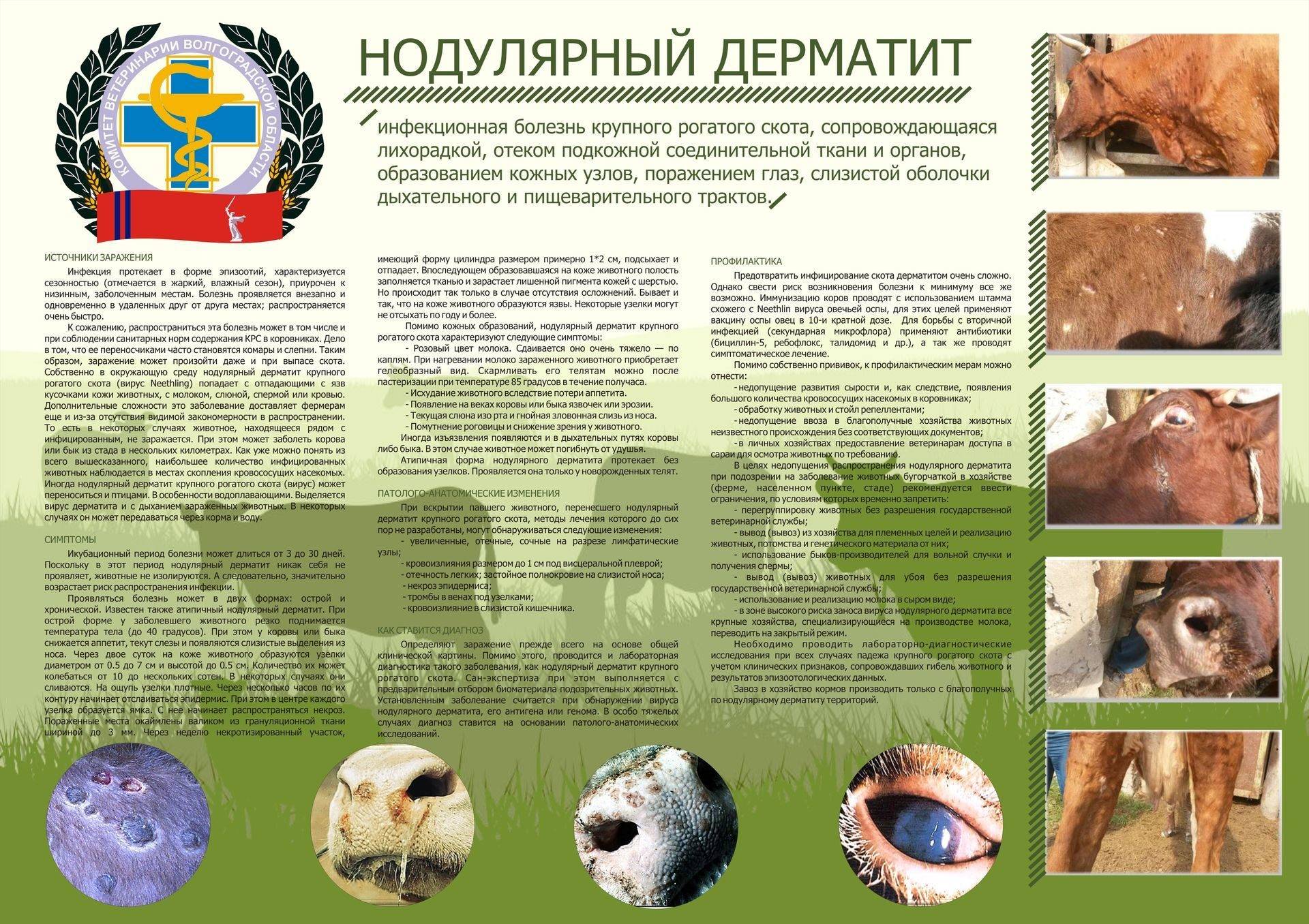 Нодулярный дерматит крупного рогатого скота: фото лечение, случаи у человека