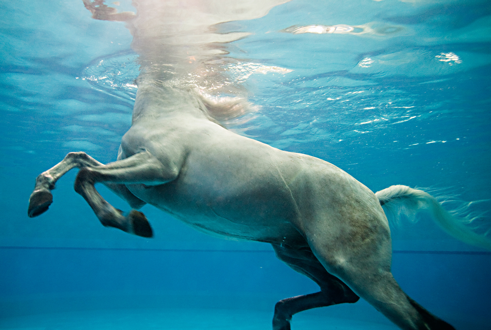Умеют ли лошади плавать: фото