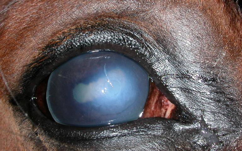 ✅ о глазах лошади: как видят кони, зачем лошадям шоры, строения глаза и зрение - tehnomir32.ru