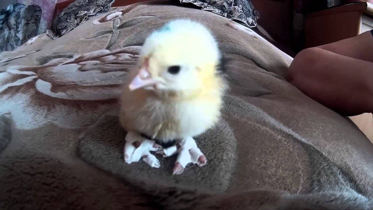 Почему у цыпленка вывернуло шею на бок, что делать при вертячке и кривошеести