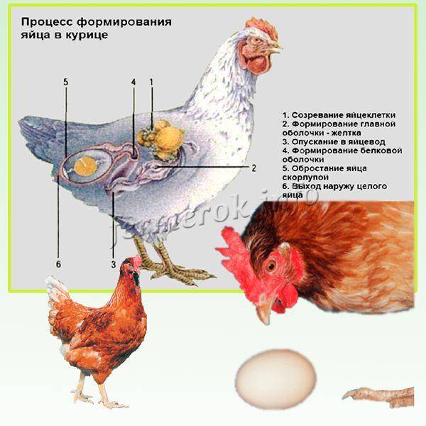 ᐉ до какого возраста несутся куры, сколько лет курица несет яйца? - zoomanji.ru