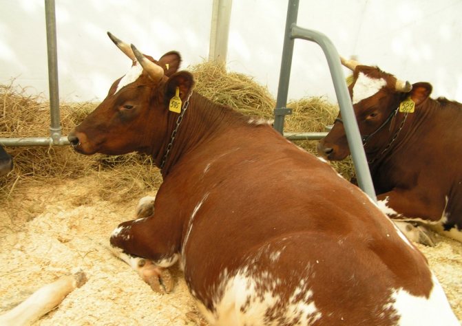 Айрширская корова: как ухаживать и чем кормить в домашних условиях