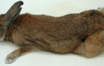 У кролика отказали задние лапы: причины паралича, что делать, фото