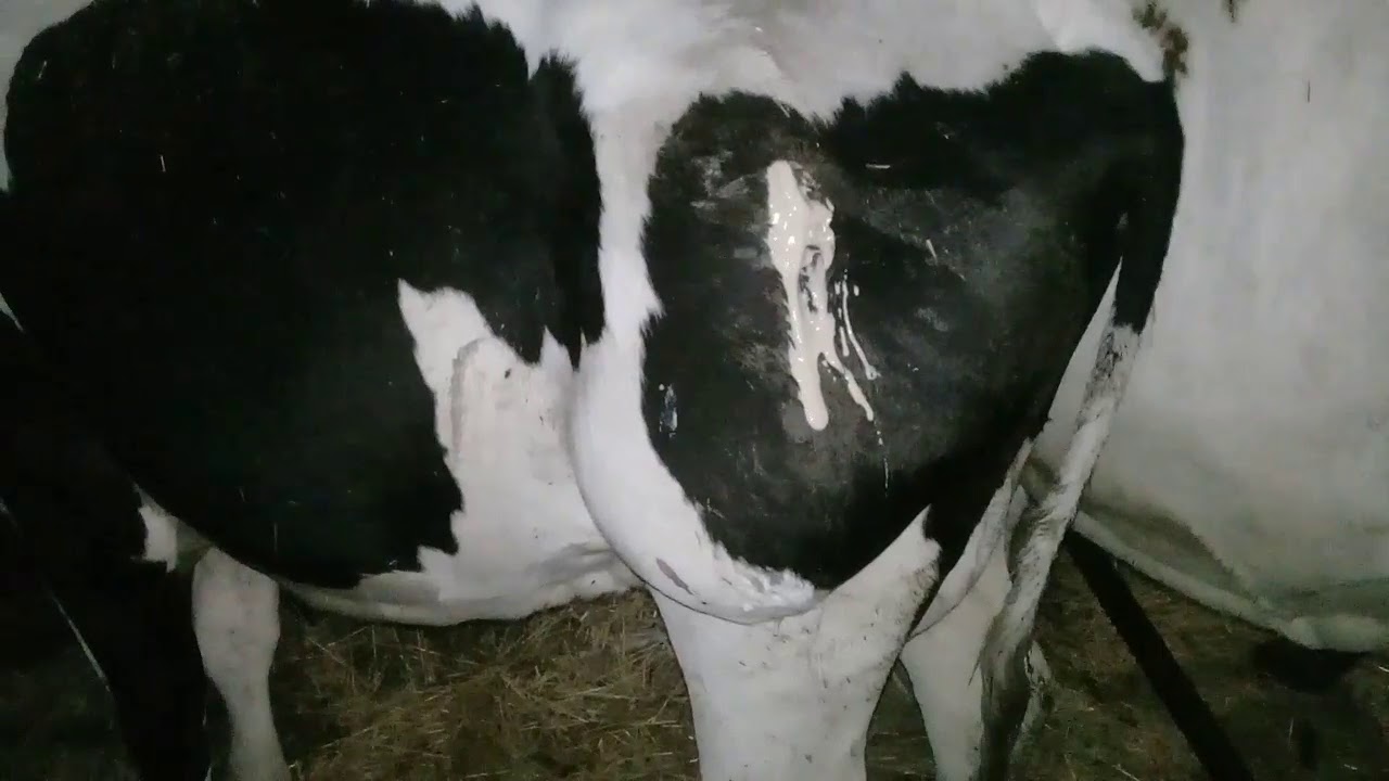 Что делать если у коровы на челюсти шишка