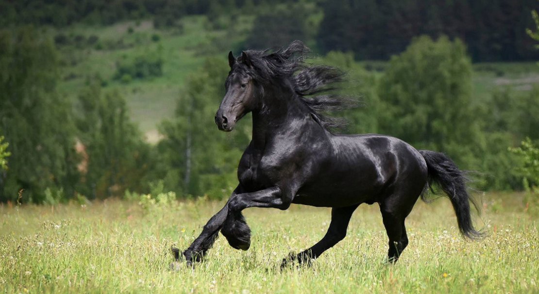 Фризская лошадь или фриз (friesian horse) фото и описание