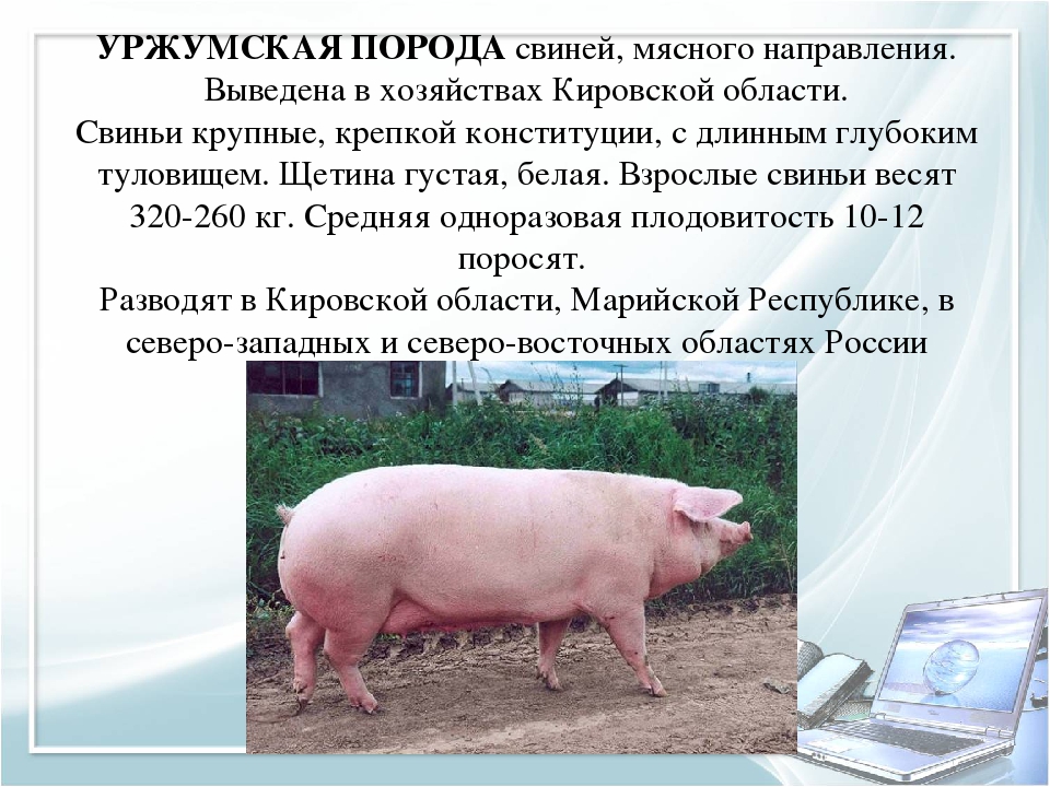 Мясные породы свиней (31 фото): поросят какой породы можно выращивать на мясо в домашних условиях в россии?