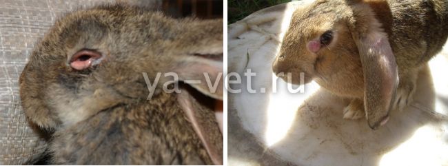 Глисты у кроликов: лечение - о простуде