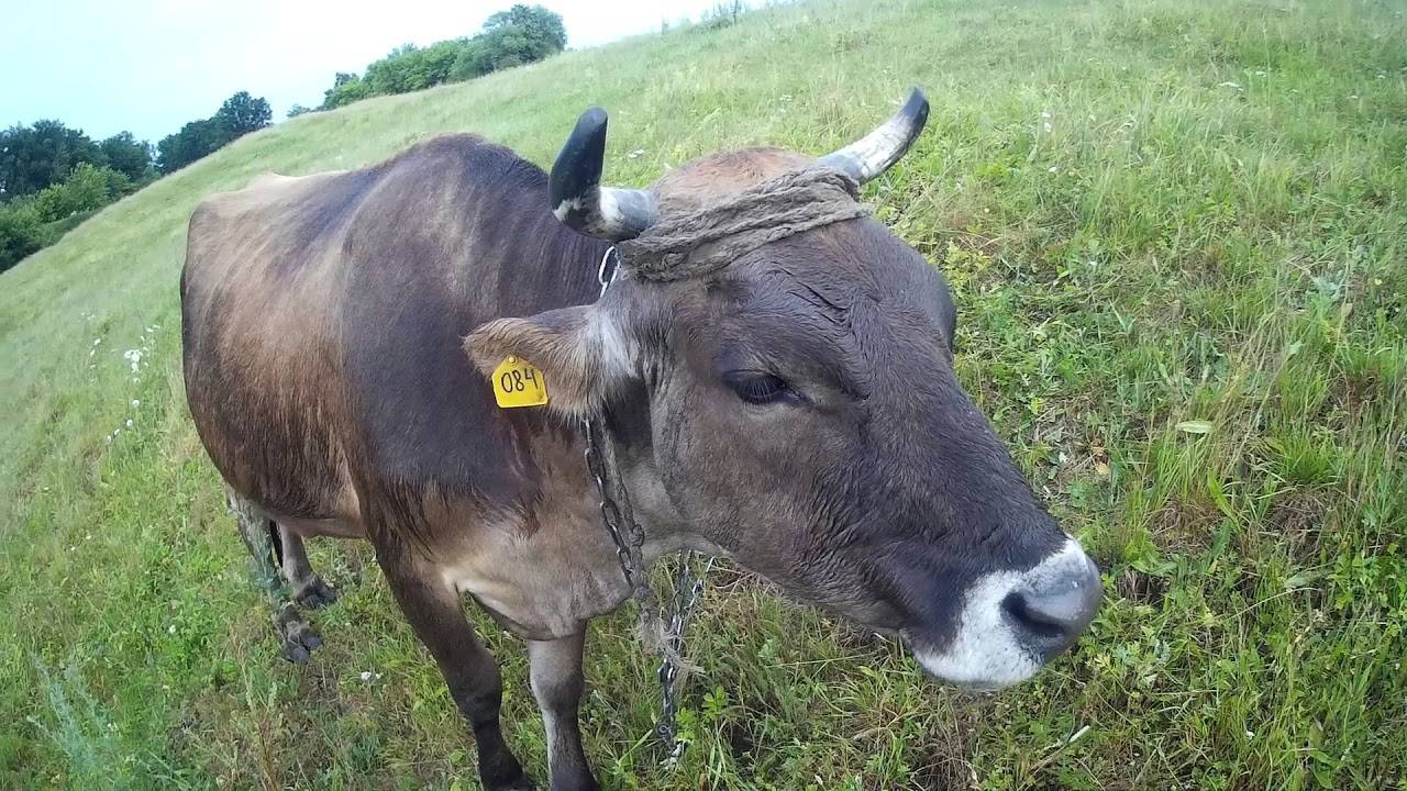 Джерсейская порода коров – особенности, достоинства, недостатки, правила ухода — разъясняем нюансы