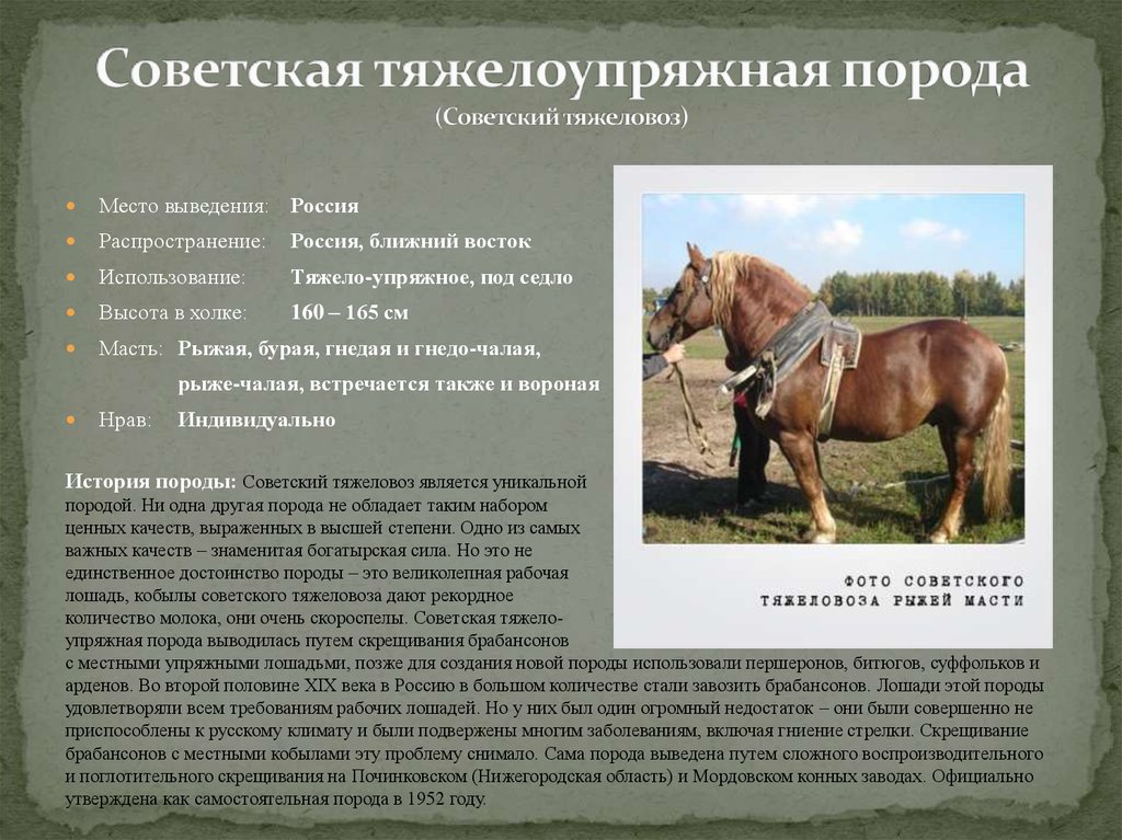 Английская чистокровная лошадь (16 фото): характеристика верховой и скаковой пород. особенности тренинга, питания и ухода