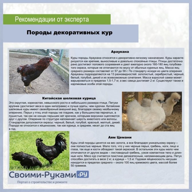 Пушкинская порода кур — описание, фото, характеристика и содержание