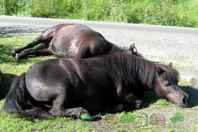 Как спят лошади? 27 фото это происходит стоя или лежа? сколько часов спят кони? спят ли лошади с открытыми глазами?