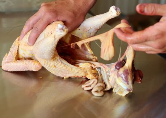Как потрошить курицу после забоя, а также, как обработать и хранить тушку после убоя?
