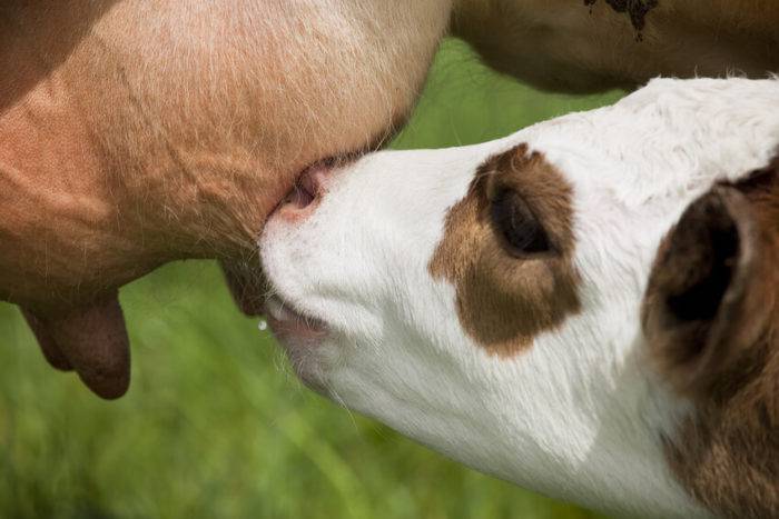 Мастит у коровы: симптомы и лечение, препараты