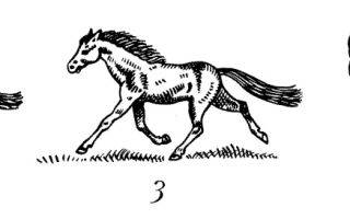 Виды и особенности бега лошади