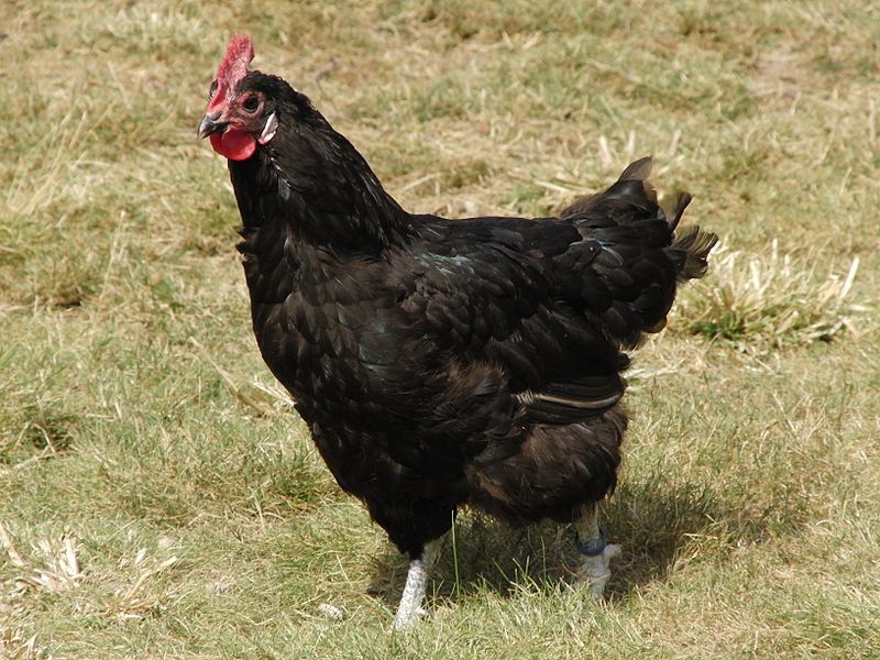 Как определить пол цыпленка: эффективные методы, фото- и видеообзор
