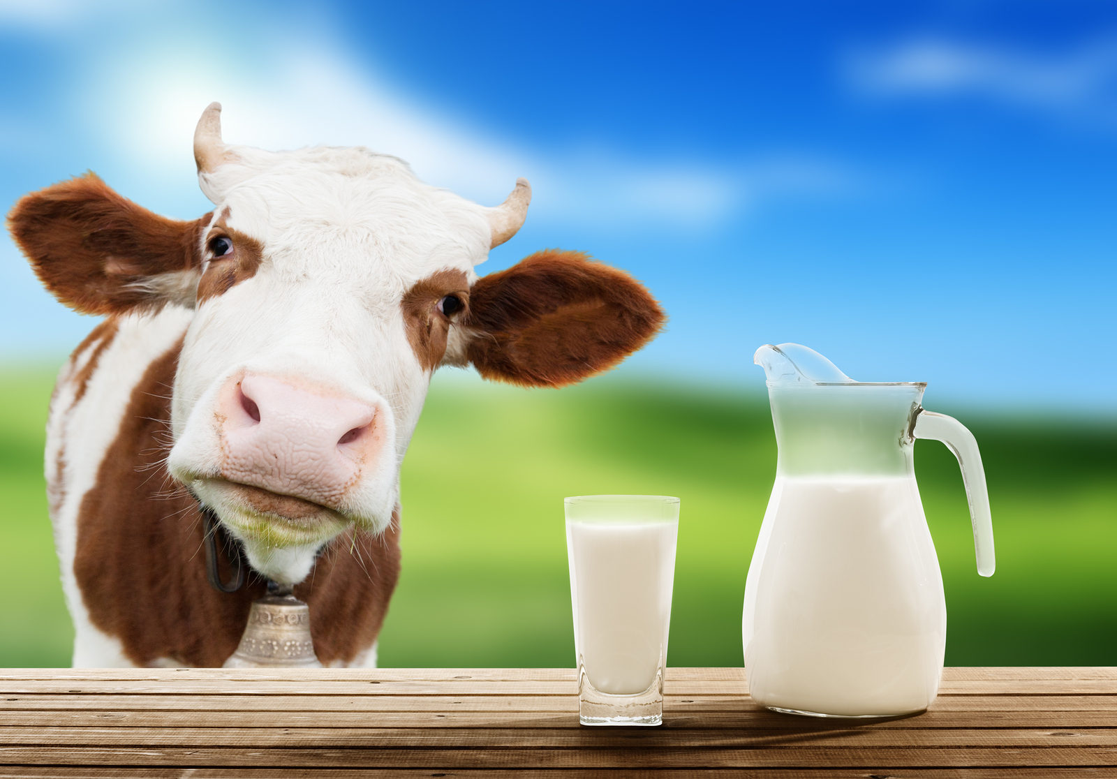 Молоко коровы