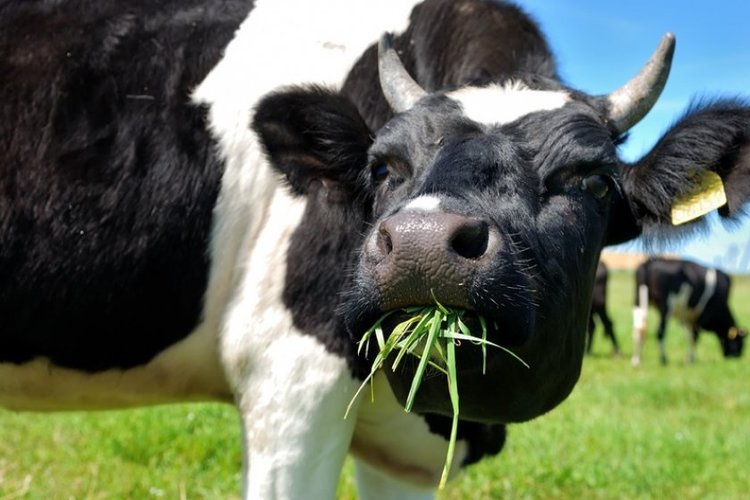 ✅ у коровы нет жвачки лечение народными средствами. что делать, если у коровы пропала жвачка? - cvetochki-ulyanovsk.ru